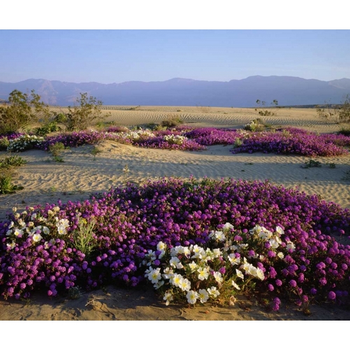 California, Anza-Borrego Desert Desert flowers